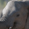 Elefante ataca y mata a una turista de EEUU en África