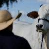 Está valuada en $4 millones y vive en Brasil: es Viatina-19, la vaca más cara del mundo la vaca más