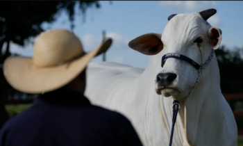 Está valuada en $4 millones y vive en Brasil: es Viatina-19, la vaca más cara del mundo la vaca más