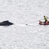 Rescate marino: liberan a una ballena que se quedó atrapada en redes de pesca