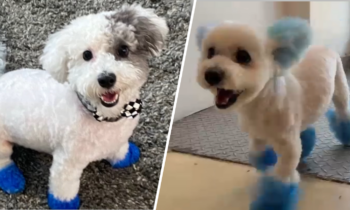 Dueños de mascotas tiñen de azul el pelaje de sus perros para la Serie Mundial