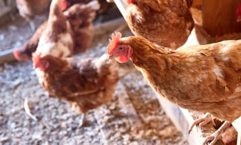 800 mil aves fueron sacrificadas por gripe aviar en el  sureste del estado de Washington