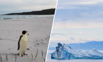 Encuentran pingüino en playa australiana, a 2,000 millas de su hogar antártico