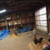 Arrestan a hombre tras investigación de peleas de gallos en Hermiston