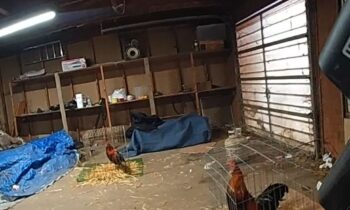 Arrestan a hombre tras investigación de peleas de gallos en Hermiston