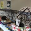 Un evento de adopción de gatitos ayuda a reducir la población de gatitos salvajes