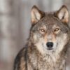 Agentes de vida silvestre matan a lobos por atacar ganado cerca de Walla Walla