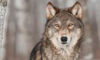 Agentes de vida silvestre matan a lobos por atacar ganado cerca de Walla Walla