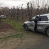 Encuentran un auto robado en un huerto del condado de Benton