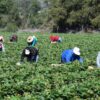Trabajadores agrícolas reconocidos por su contribución al Plan de Resiliencia Climática para la Agricultura de Washington