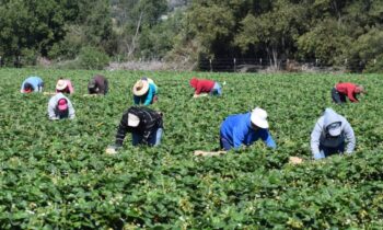 Trabajadores agrícolas reconocidos por su contribución al Plan de Resiliencia Climática para la Agricultura de Washington