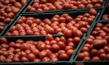 A partir de esta fecha EEUU impondrá un arancel del 20.91% a tomates de México