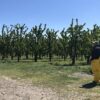 El rancho King Fuji de Richland enfrenta una multa de 180.000 dólares por prácticas de contratación discriminatorias