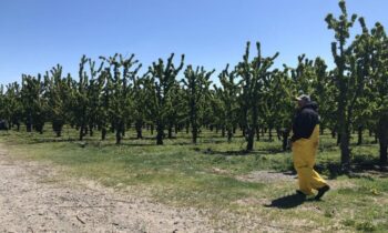 El rancho King Fuji de Richland enfrenta una multa de 180.000 dólares por prácticas de contratación discriminatorias