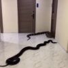 Enormes serpientes pasean por edificio en Tailandia: las habrían soltado vecinos molestos con un perro