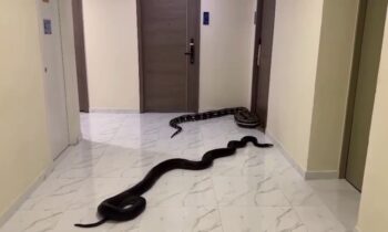 Enormes serpientes pasean por edificio en Tailandia: las habrían soltado vecinos molestos con un perro