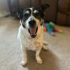 Perro en el Refugio de Animales Tri-Cities se reencuentra con su dueño al otro lado de Estados Unidos después de tres años separados