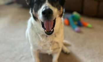 Perro en el Refugio de Animales Tri-Cities se reencuentra con su dueño al otro lado de Estados Unidos después de tres años separados