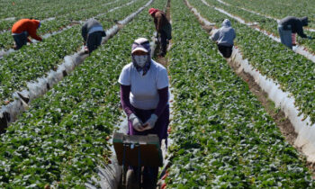 (Video) Trump abre la posibilidad de dar “pase temporal” para inmigrantes trabajadores del campo y servicios