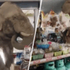 En video: elefante hambriento causa estragos en supermercado buscando comida