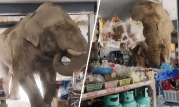 En video: elefante hambriento causa estragos en supermercado buscando comida