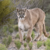 Un puma hiere a un niño en el Parque Nacional Olímpico