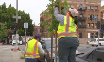 Un nuevo equipo generará ideas para brindar más sombra en Los Ángeles 