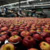 La industria de la manzana de Sunnyside recibirá un impulso de $250,000 para una nueva planta de procesamiento