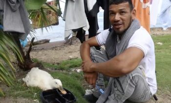 La increíble historia de Filomena, la pata que acompaña a un migrante en su regreso de a pie a Venezuela